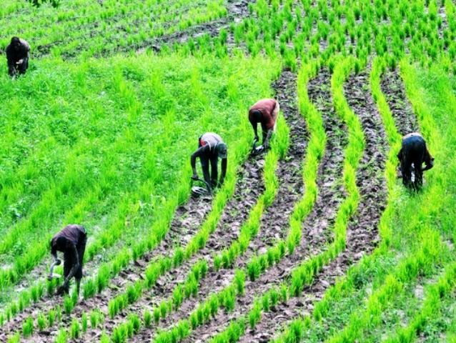 Barau Initiative rollout delayed over funding constraints