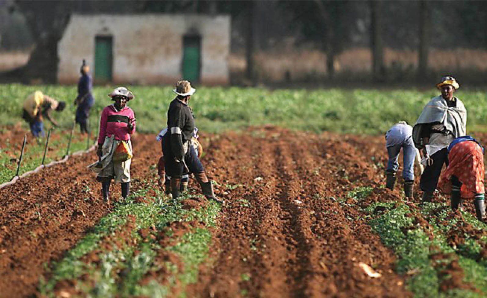 farmers