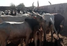 Police nab bandits’ informants, foil attacks in Sokoto