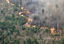 Global forest loss slows but El Niño fires could threaten progress