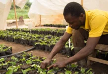 Climate shift threatens food supply: Experts advocate ‘climate-smart’ farming