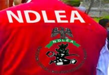 NDLEA smashes Nigerian-Mexican cartel, recovers N480bn meth
