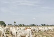 Police Foil Two Cattle Rustling Attacks in Kaduna, Recover 245 Cattle